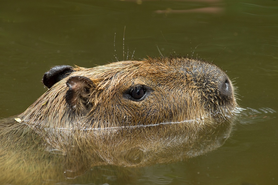 Do Capybara Make Good Pets?