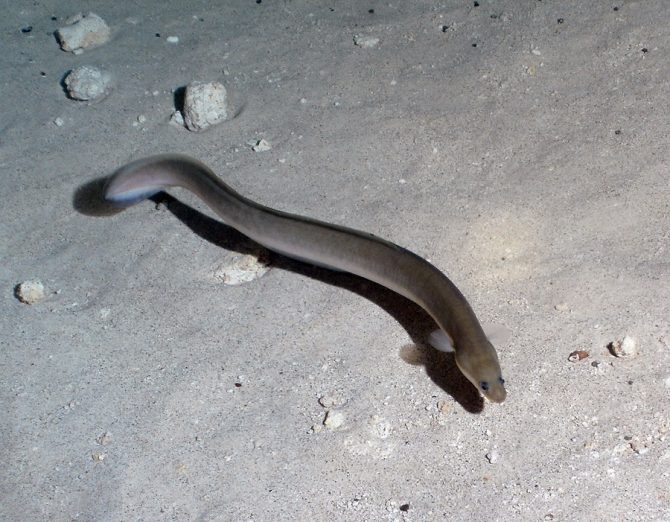 Saltwater Moray Eels