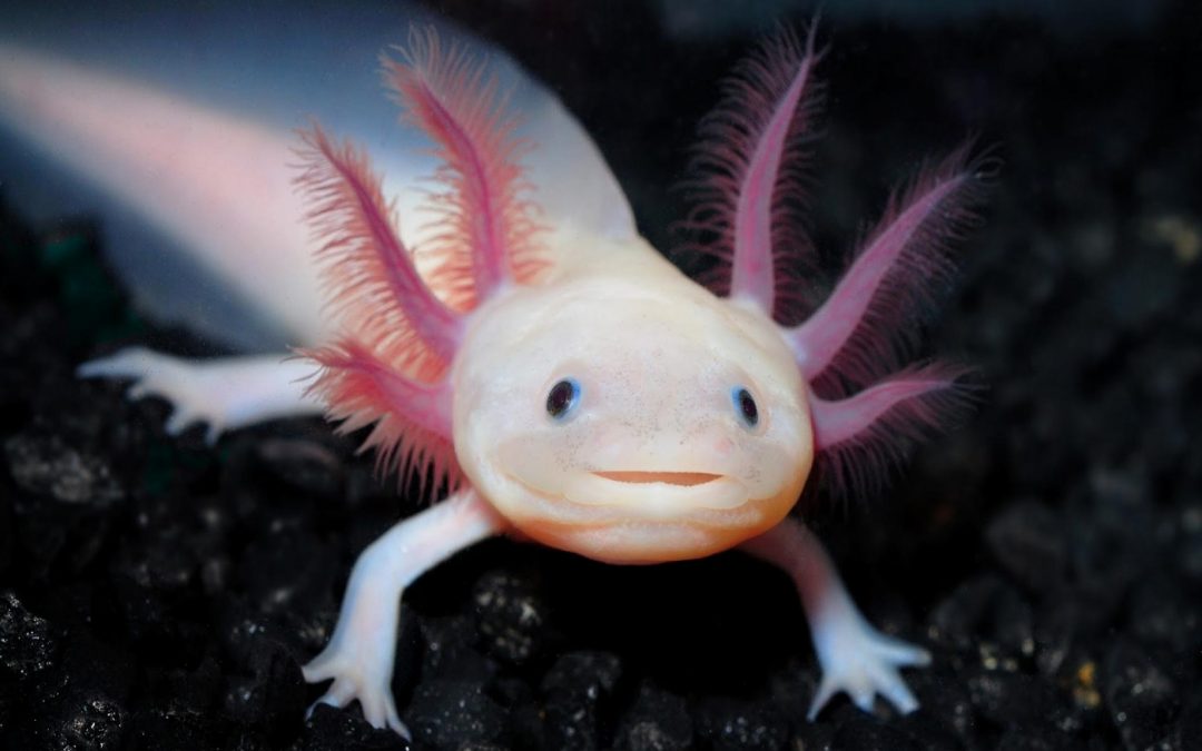 Axolotl: Facts & Information