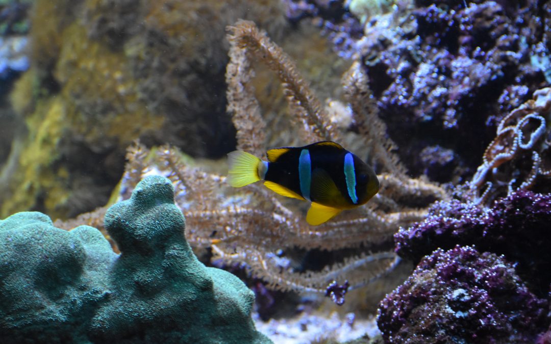 What Should I Avoid in Saltwater Fish Keeping?