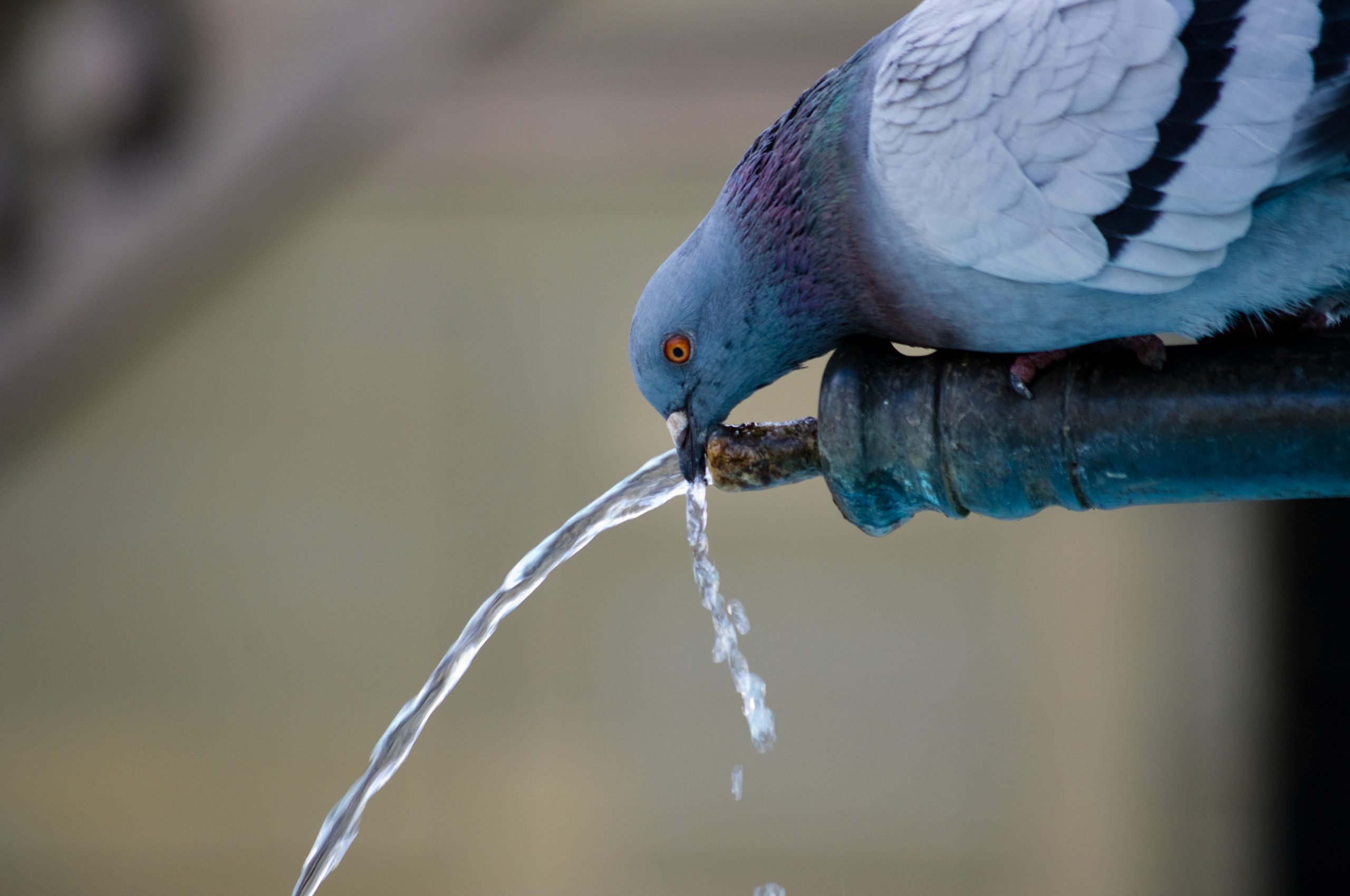 Surprising Facts About Pigeon Diets: An Essential Guide Revealed! - 6o4vylu