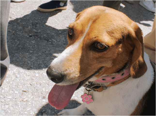 HOW TO SOCIALIZE YOUR BEAGLE