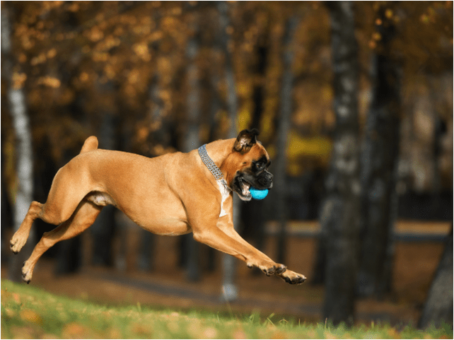 BOXER DOGS: WHAT YOU NEED TO KNOW ABOUT OWNING A BOXER