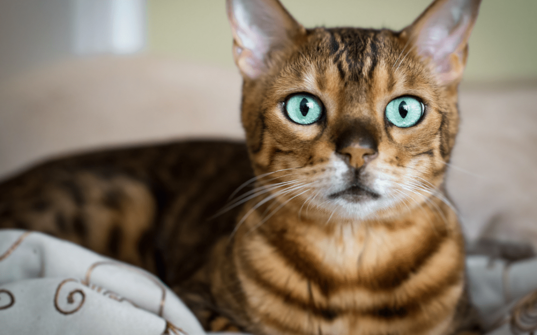 How to Effectively Raise Bengal Cats