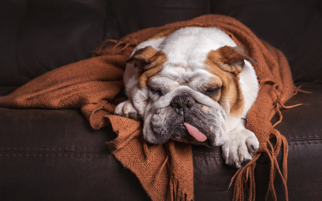Canine Preventive Measures against Kennel Cough