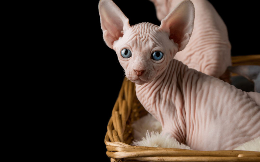 CHOOSING AND PREPARING FOR A SPHYNX CAT