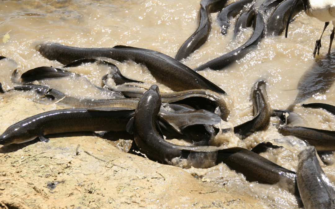 Eels: Sea Creatures of the Underworld