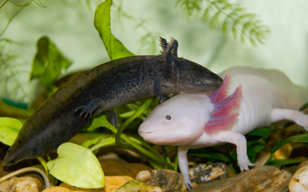 Care and Consideration for Axolotls