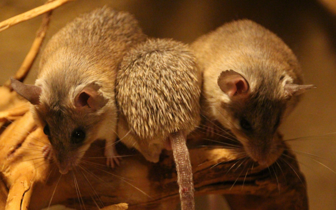Facts About Pet Mice Every Exotic Pet Owners Will Love
