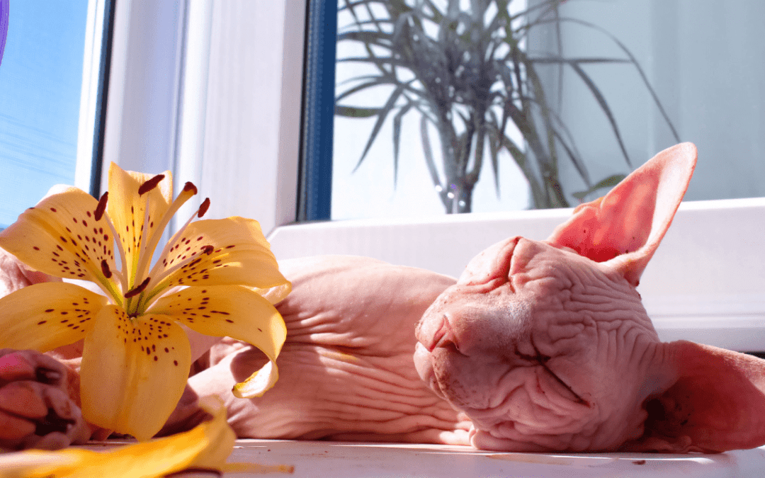 2021 Best Cat Foods and Nutritional Vitamins for Sphynx Cats
