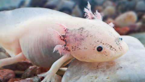 Hand Feeding Your Axolotl