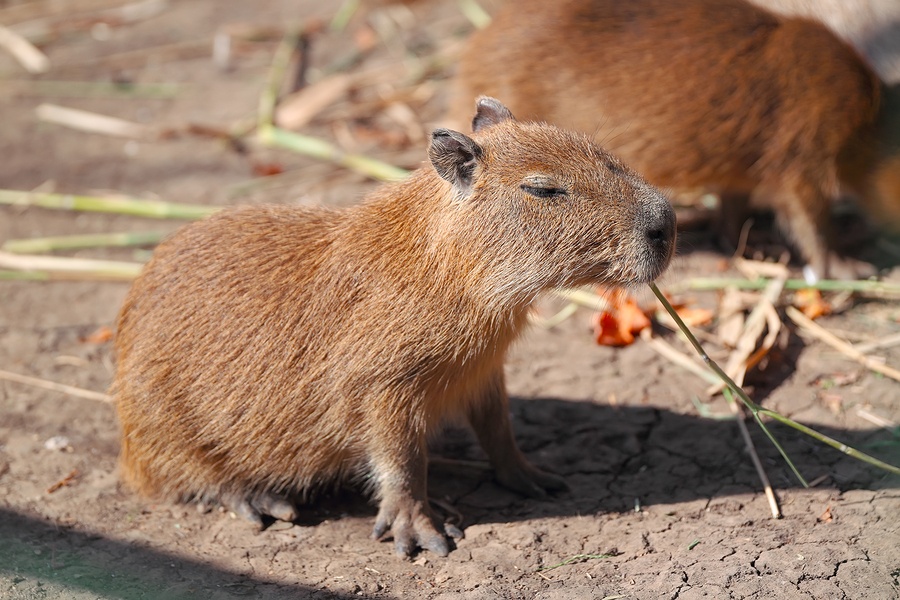 Daily Care of a Capybara