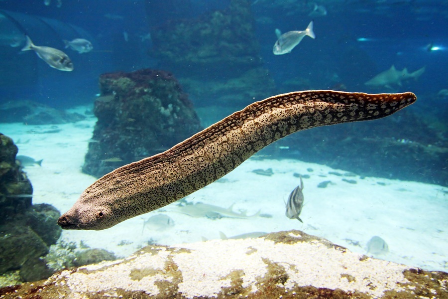 Saltwater Moray Eels