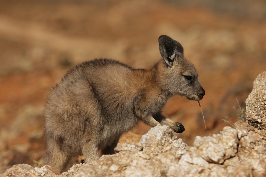 Pros and Cons of Owning a Wallaby or Wallaroo