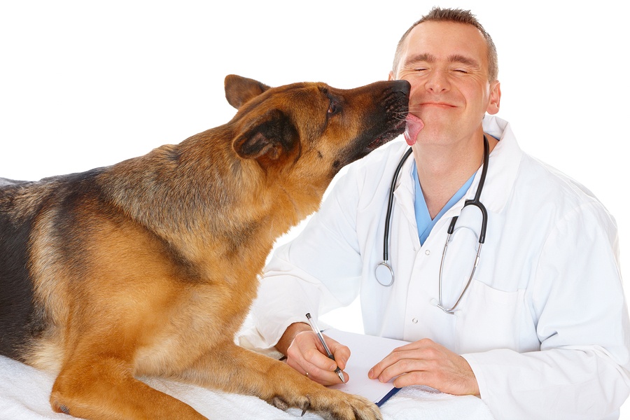 Kennel Cough Treatment and Vaccines