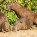what do capybaras eat