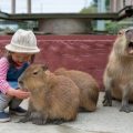 Where Can I Buy A Capybara