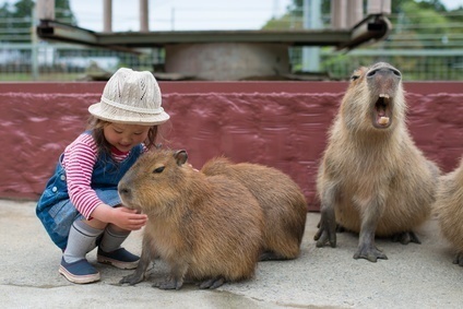 Where Can I Buy A Capybara