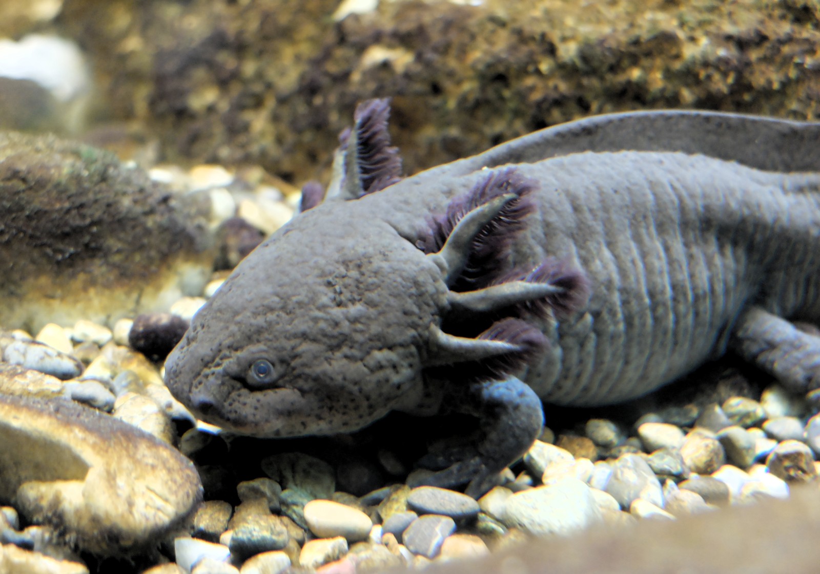 axolotl habitat