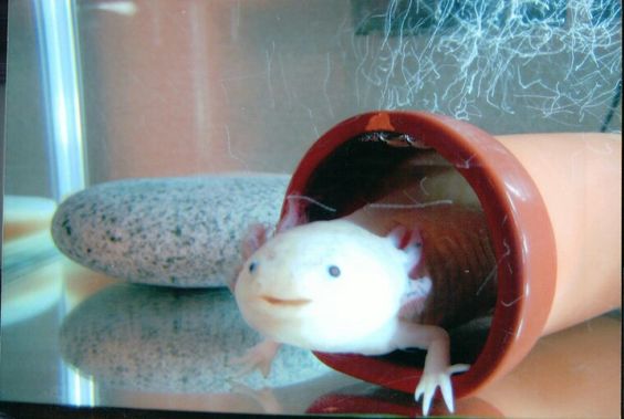 What You Need to Know about Axolotl Freshwater Pets