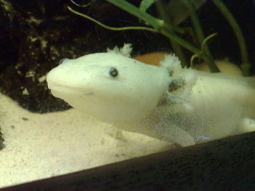 The Unfortunate Truth of Mexican Axolotls Population in the Wild