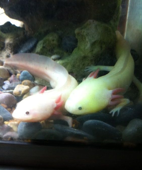 Axolotl Development, Reproduction and Other Fascinating Facts