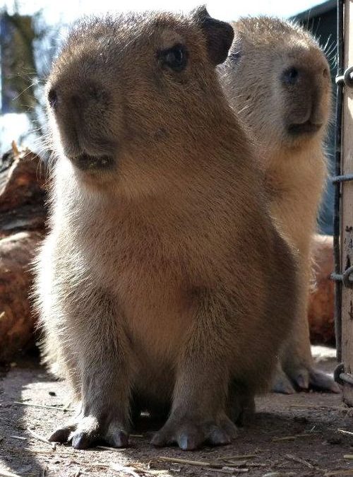 Capybara