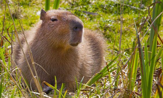 Capybara For Sale: What You Must Know Before Buying