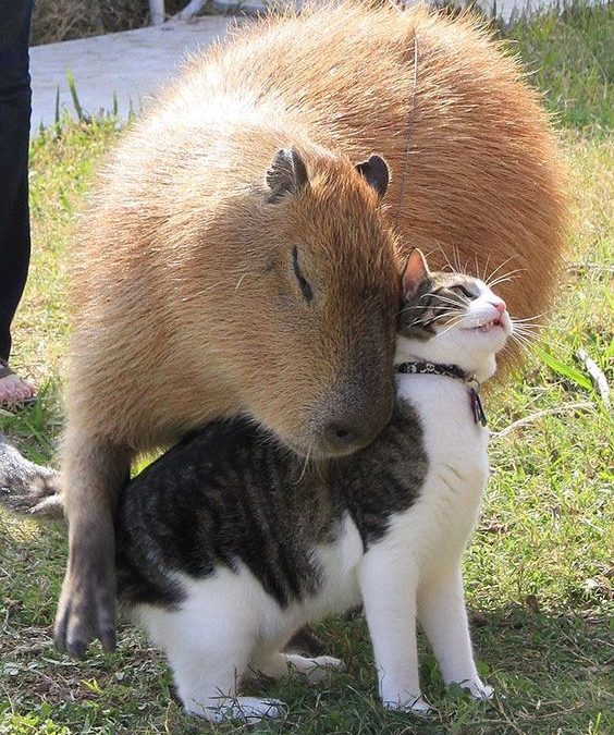 Pet Capybara