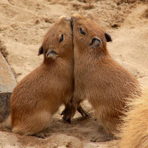 Capybara as Pets