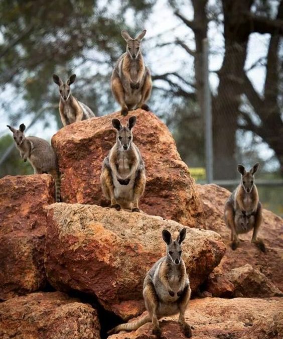 Different Types of Wallabies, How they behave and Communicate in the Wild