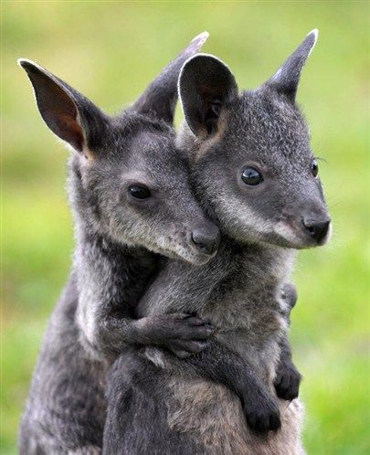 Facts About Wallabies and Kangaroos, and Their Threats for Survival