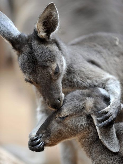 First 3 Things You Need to Know About Getting a Wallaby as Pet