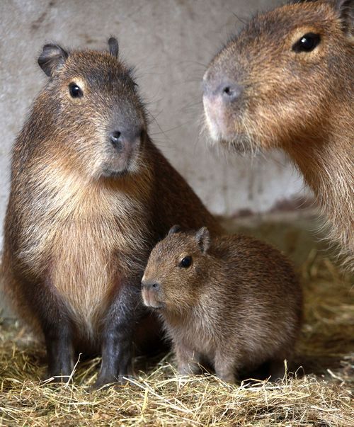Capybara Life Cycle
