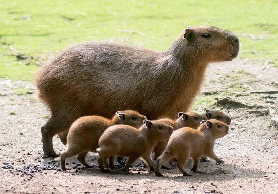 Capybara Pet Care Tips