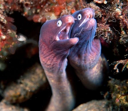 Four of the Most Popular Saltwater Aquarium Eels