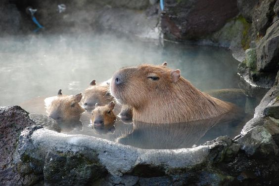 Capybaras Diet and Habitat