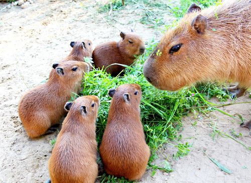 Capybara As House Pet, Training Your Capybara