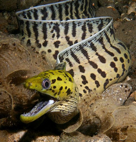 6 Electrifying Facts About Eels
