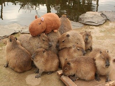 What Should I Feed My Pet Capybara?