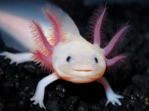 Axolotl: Facts & Information