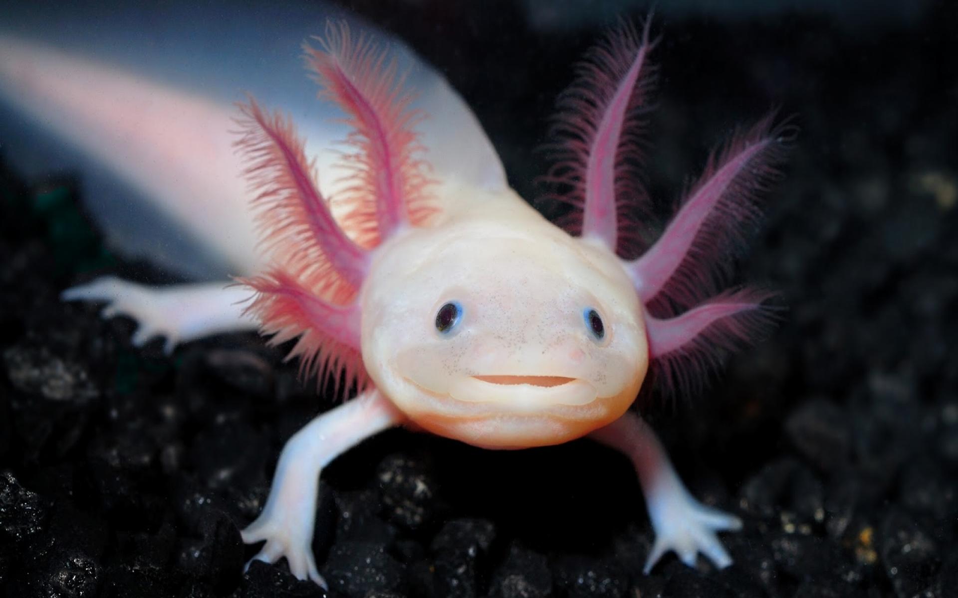 irl axolotl colors