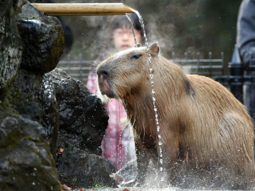 Capybara: A Complete Owner’s Guide