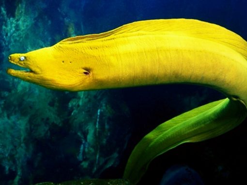 Eels As Pets: A Complete Guide