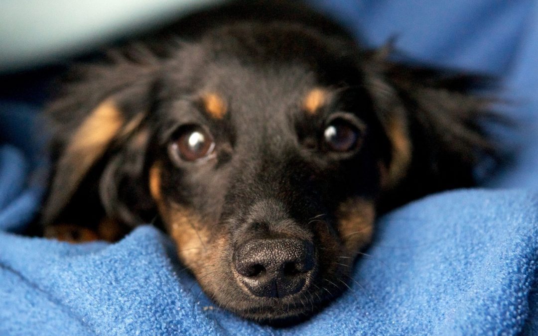Dachshund’s Temperament: The Good, the Bad, and the Ugly.
