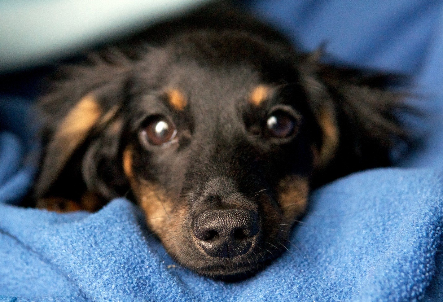 Dachshund’s Temperament The Good, the Bad, and the Ugly.
