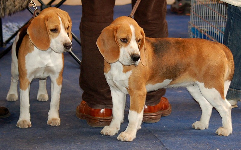 Socializing Your New Beagle Puppy