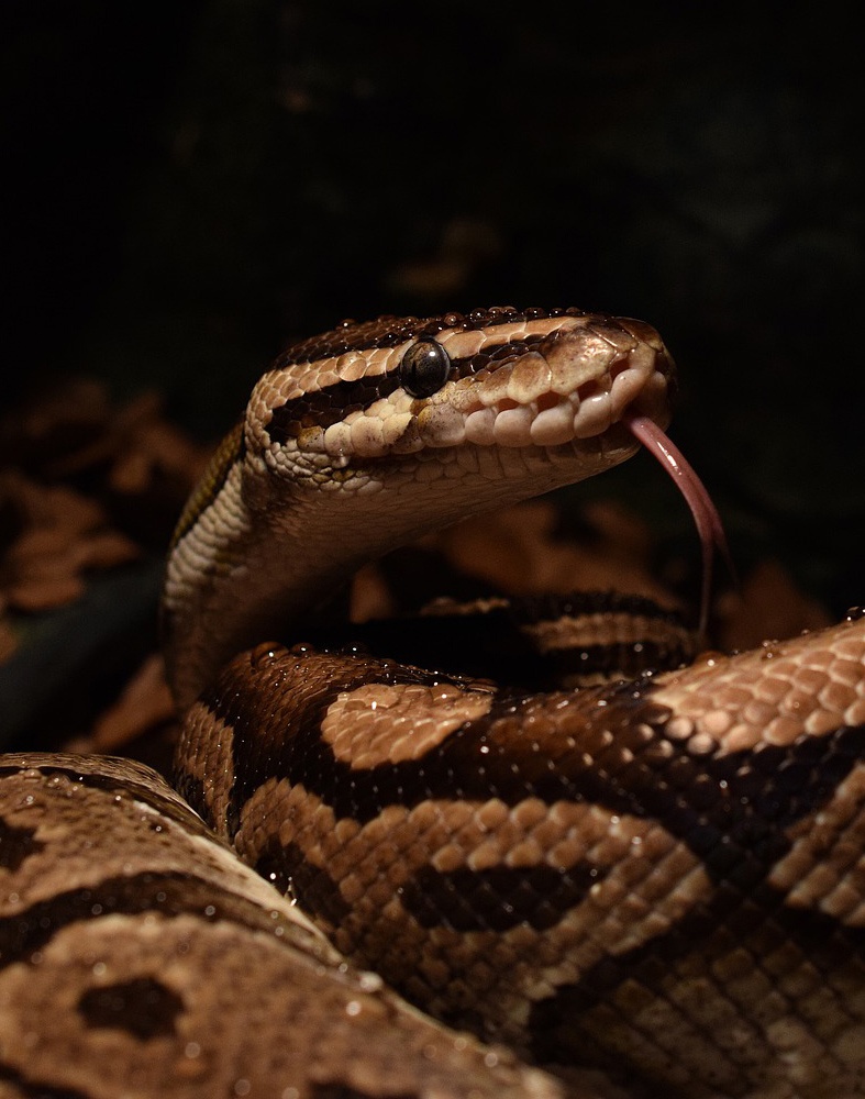 Tips for Bathing a Ball Python