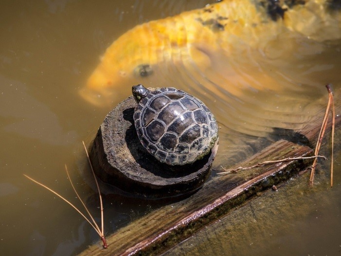 Red Ear Slider Turtle Hibernation or Brumation