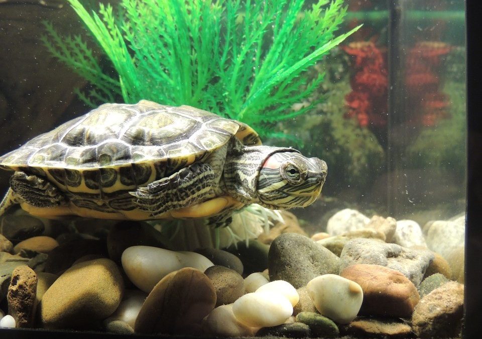 The Nutritional Needs of Red Ear Slider Turtles